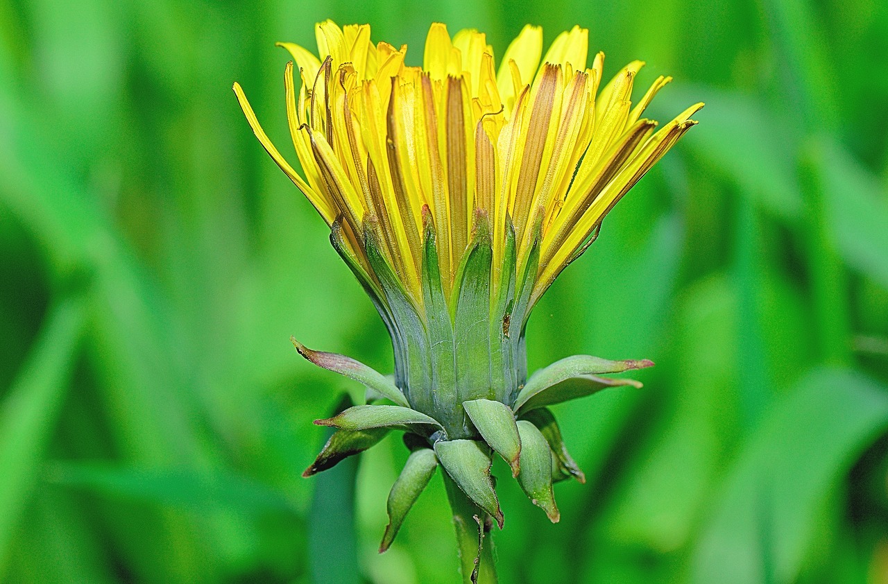 Image - nature flower flowers garden macro