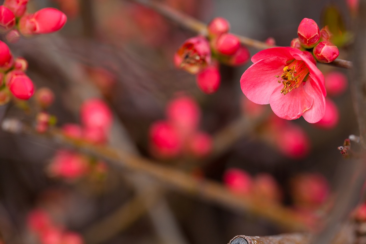 Image - flower photography flower red flower