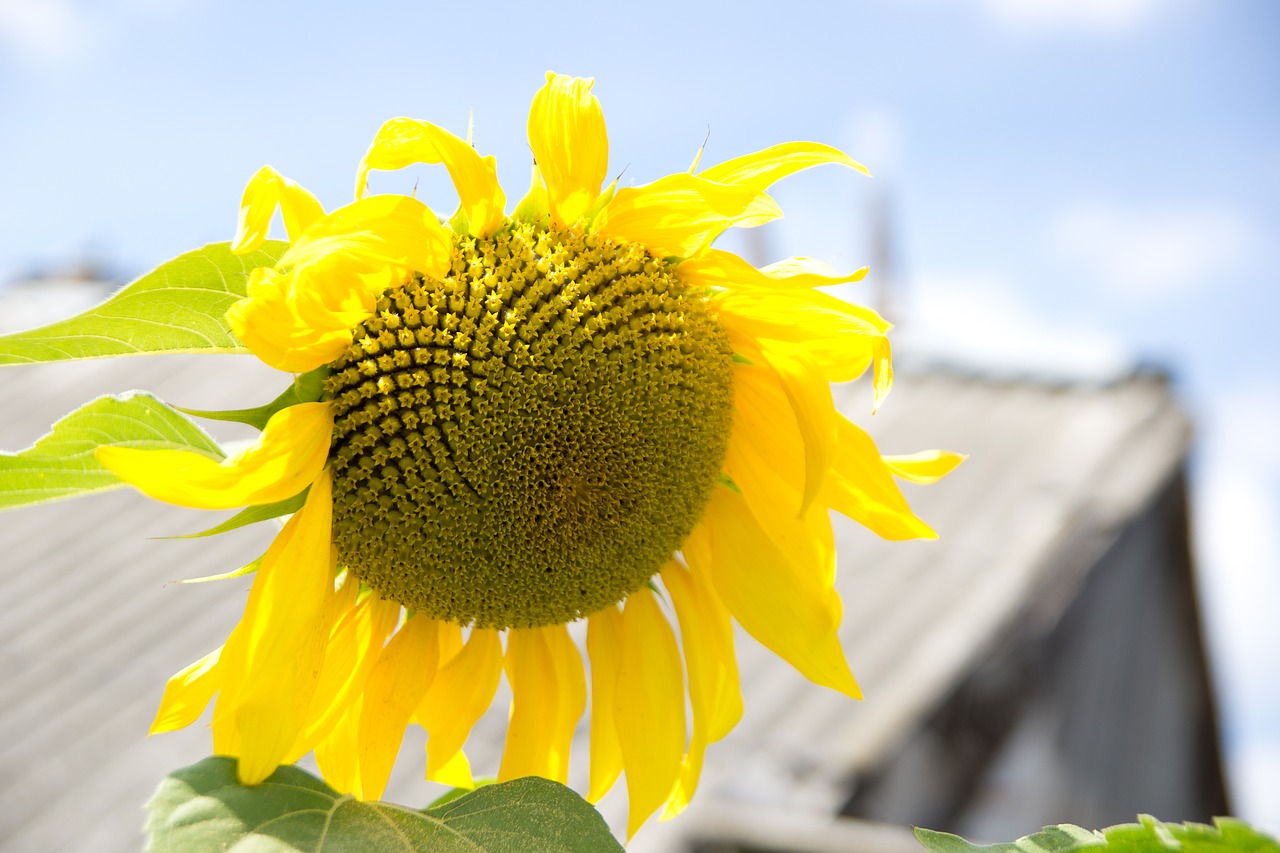 Image - sunflower village dacha flowers