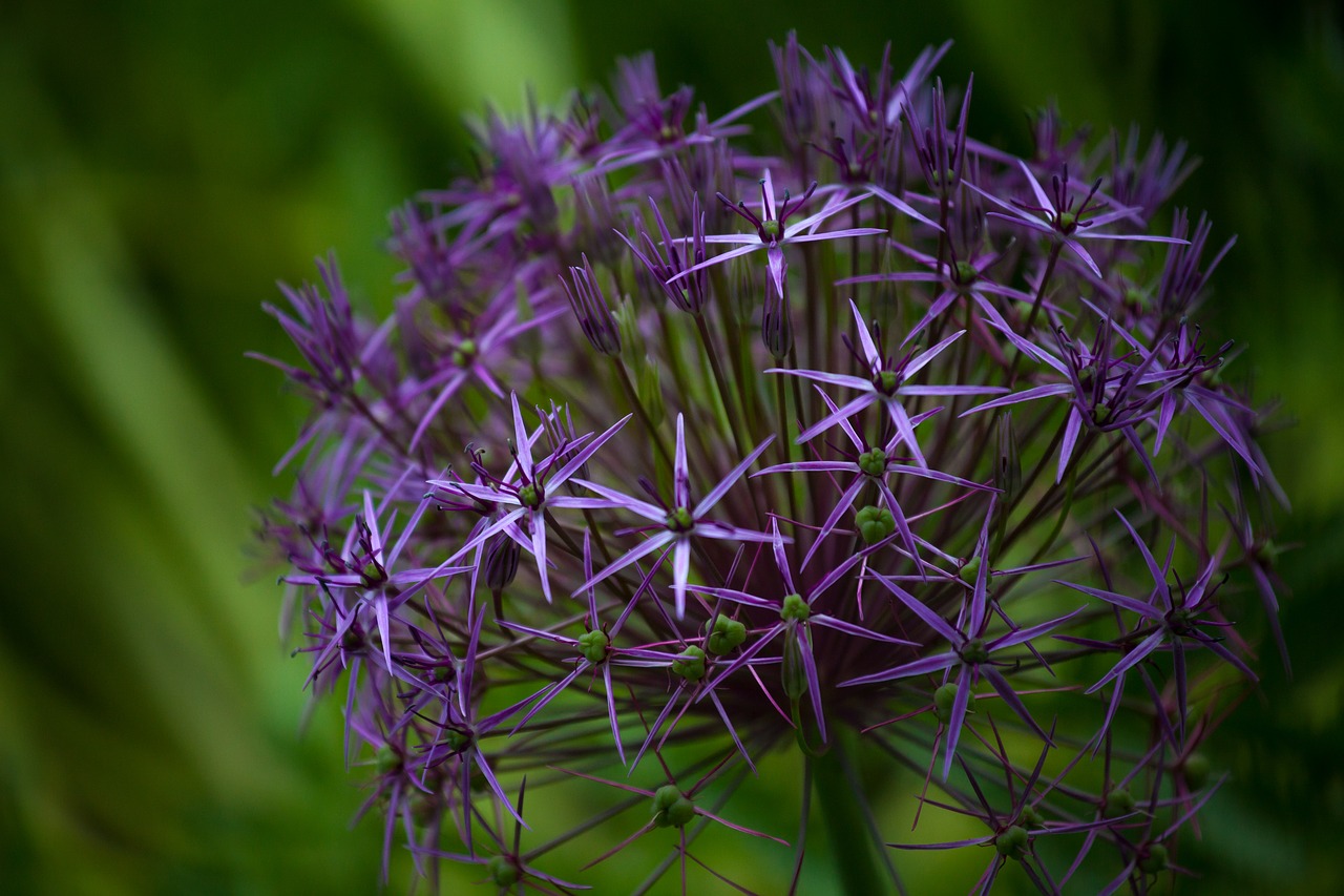 Image - flower photography flower