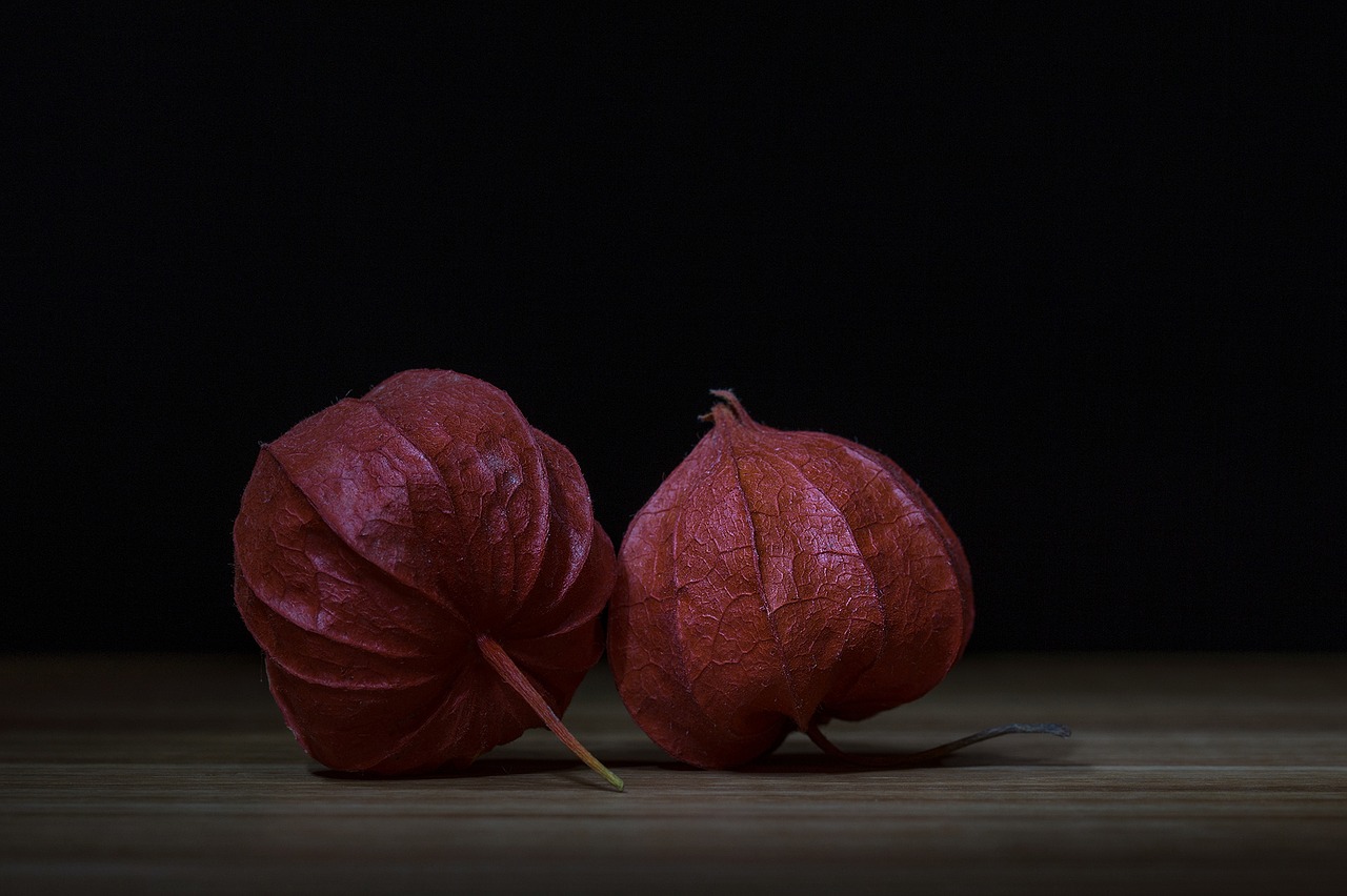 Image - physalis lampionblume