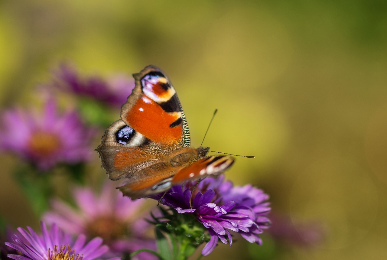 Image - peacock butterfly butterfly insect