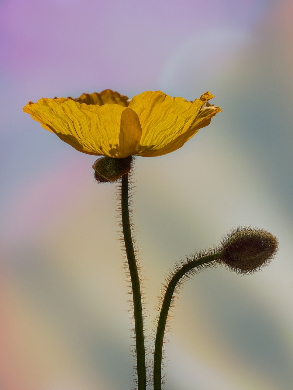 Image - poppy yellow poppy iceland poppy