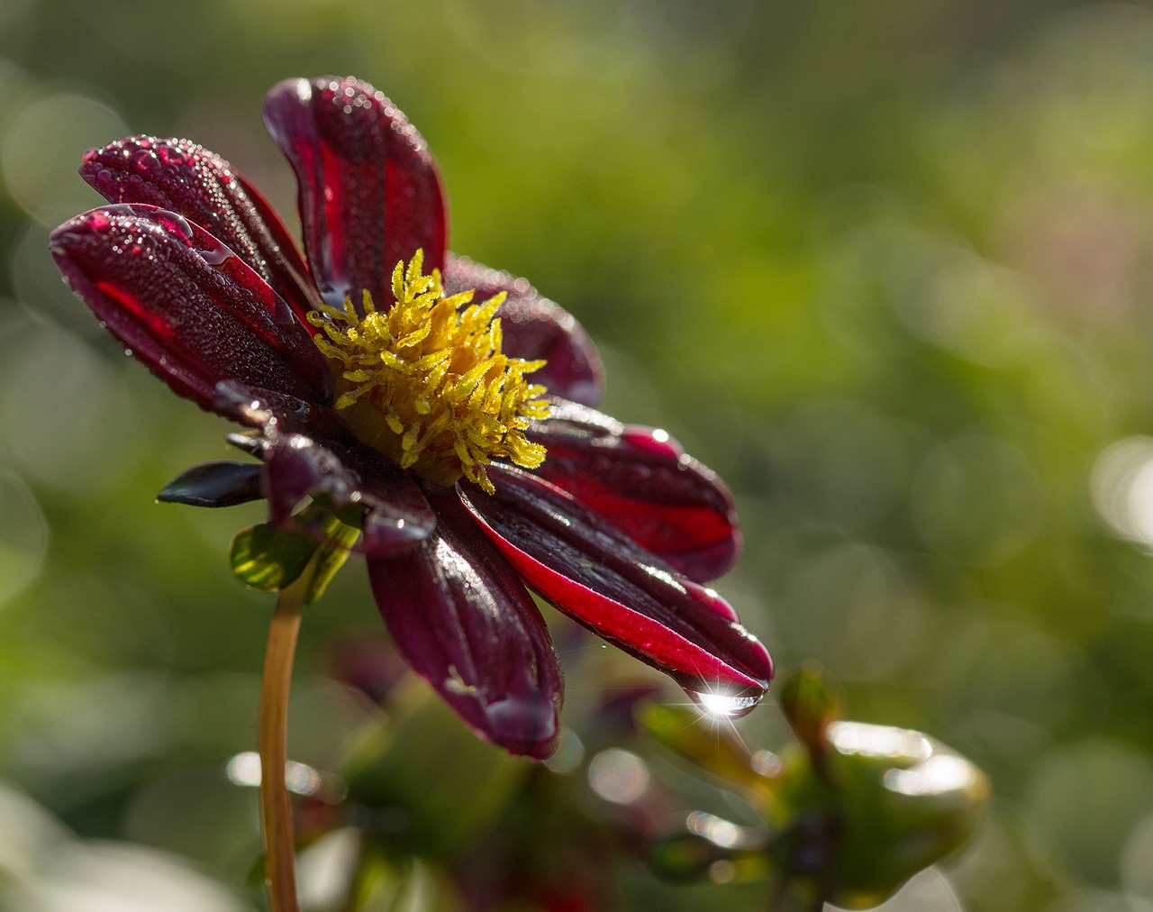 Image - raghavendra flower summer plant