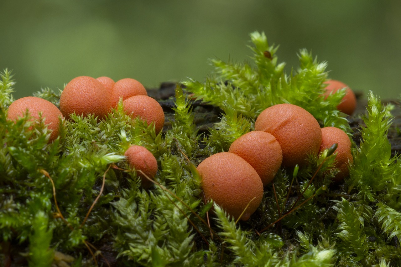 Image - blood milk mushroom slime mold