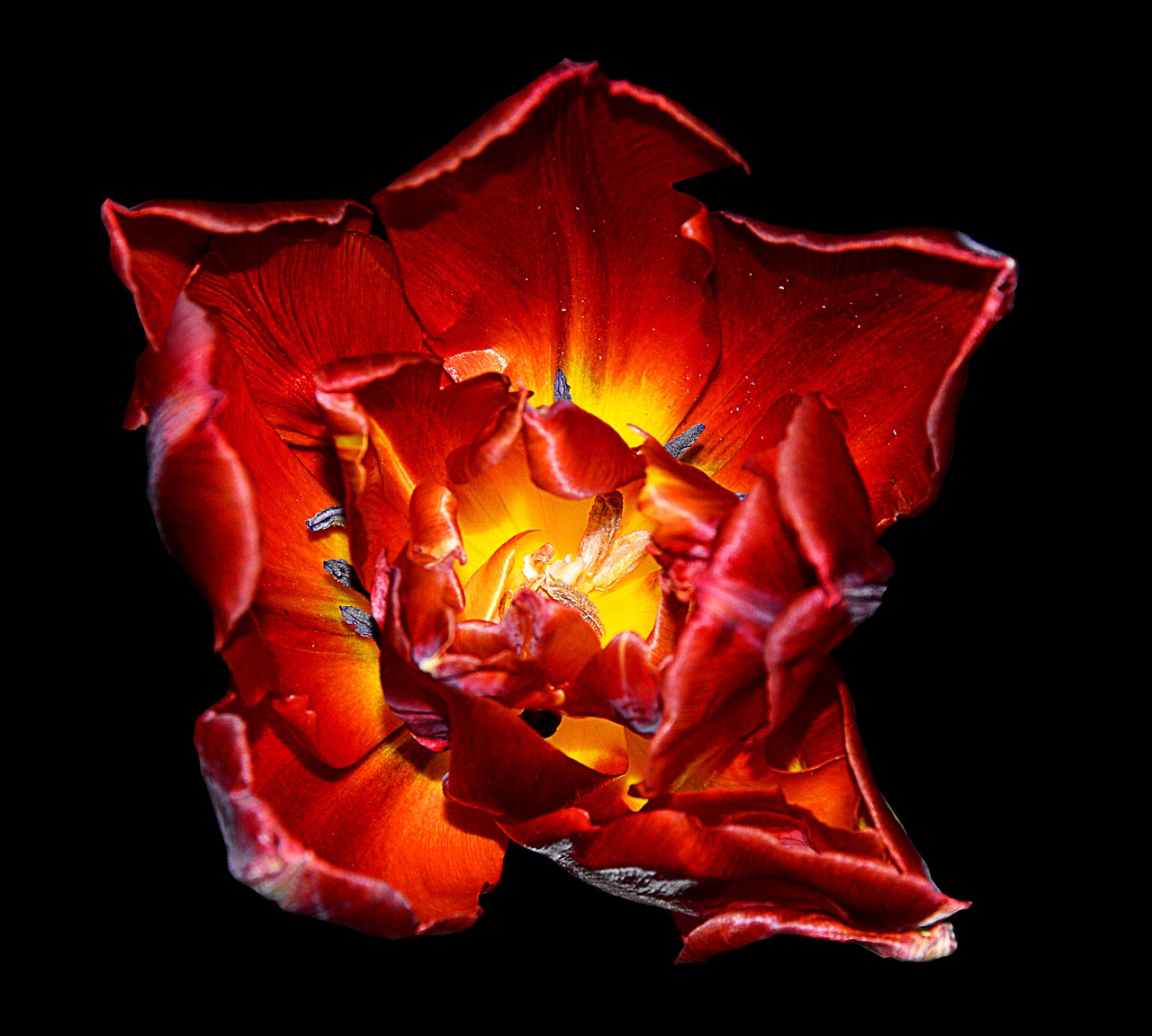 Image - tulip red yellow spring flower