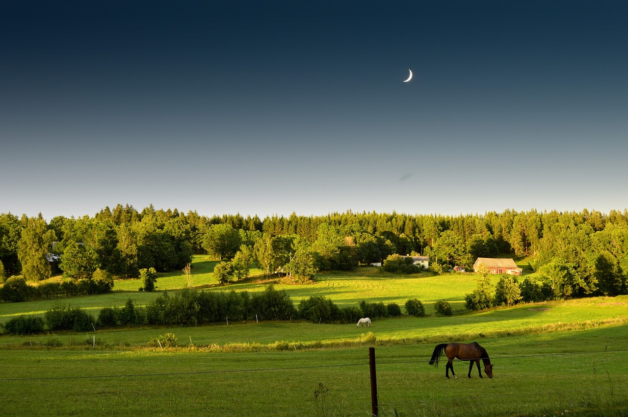 Image - summer sunset moon grass horse