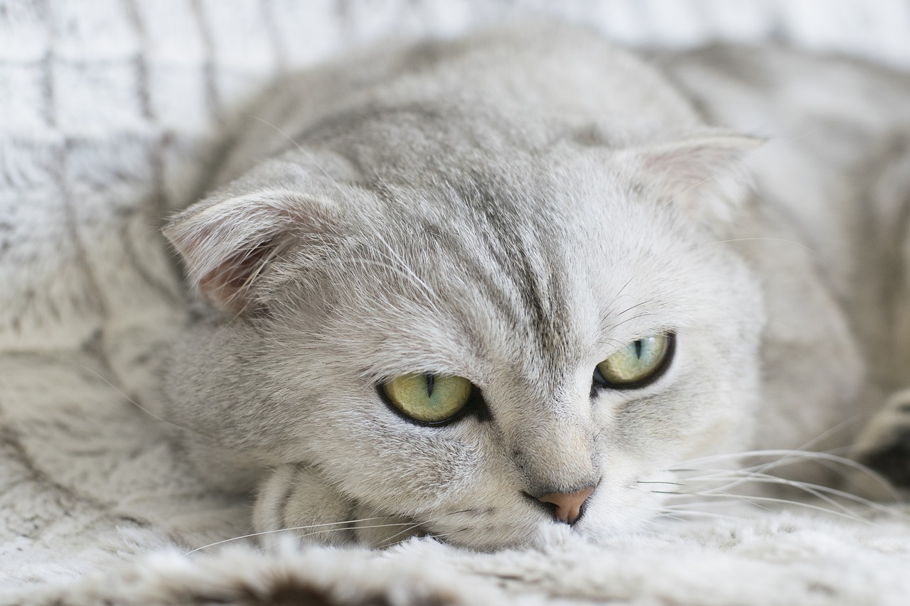 Image - cat animal pet kitty scottish fold