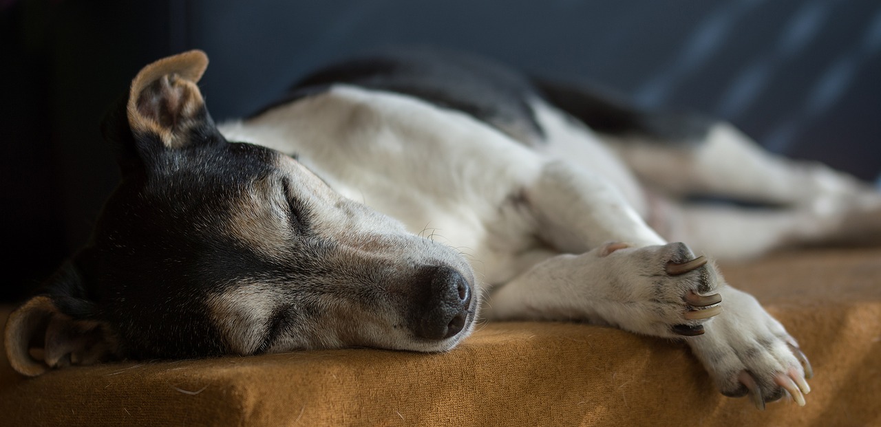 Image - jack russell dog old terrier pet