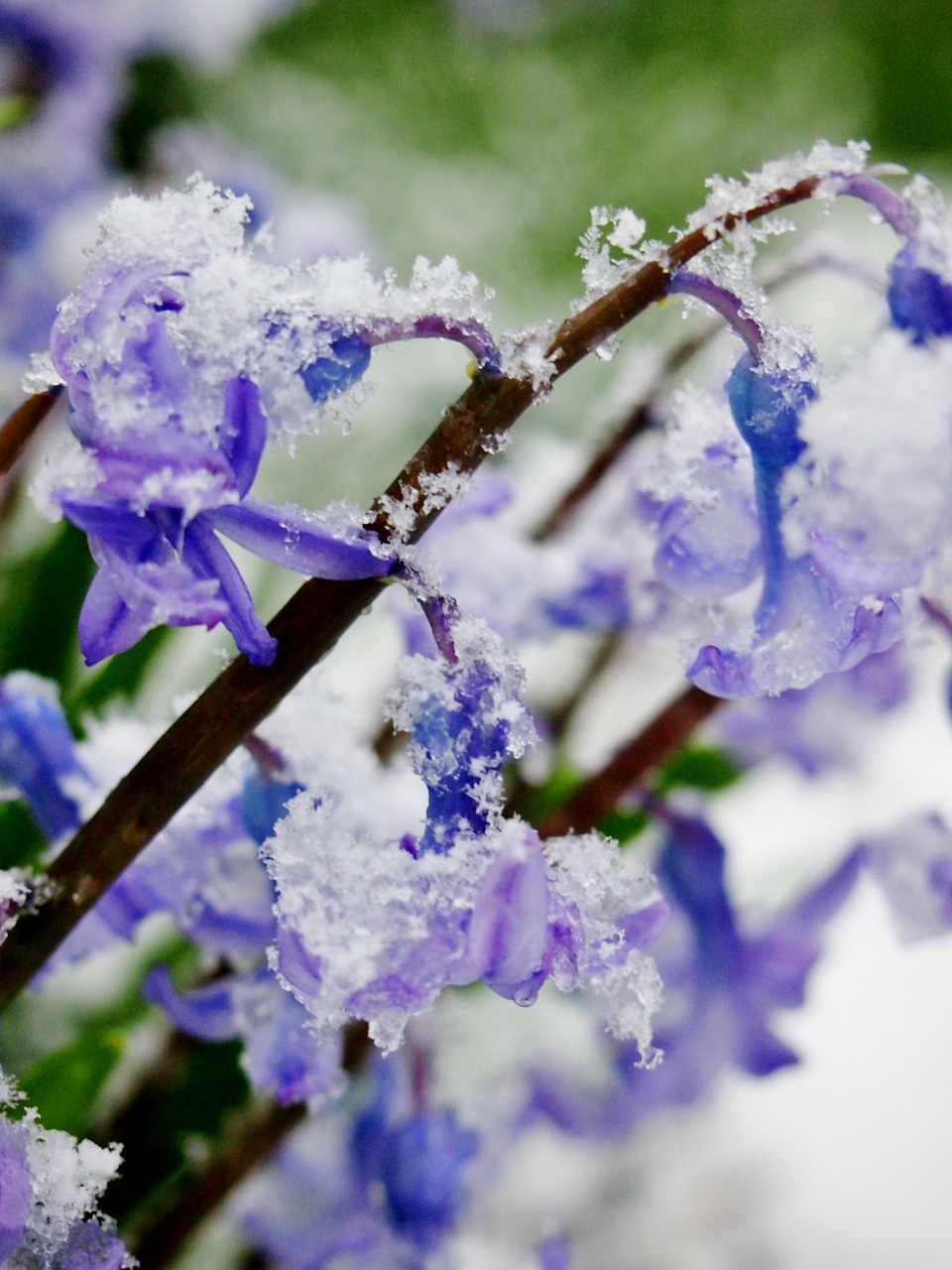 Image - snow ice flower spring snowstorm