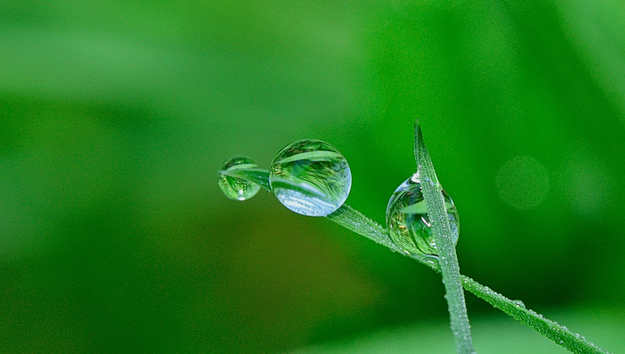 Image - nature drops flower plant green