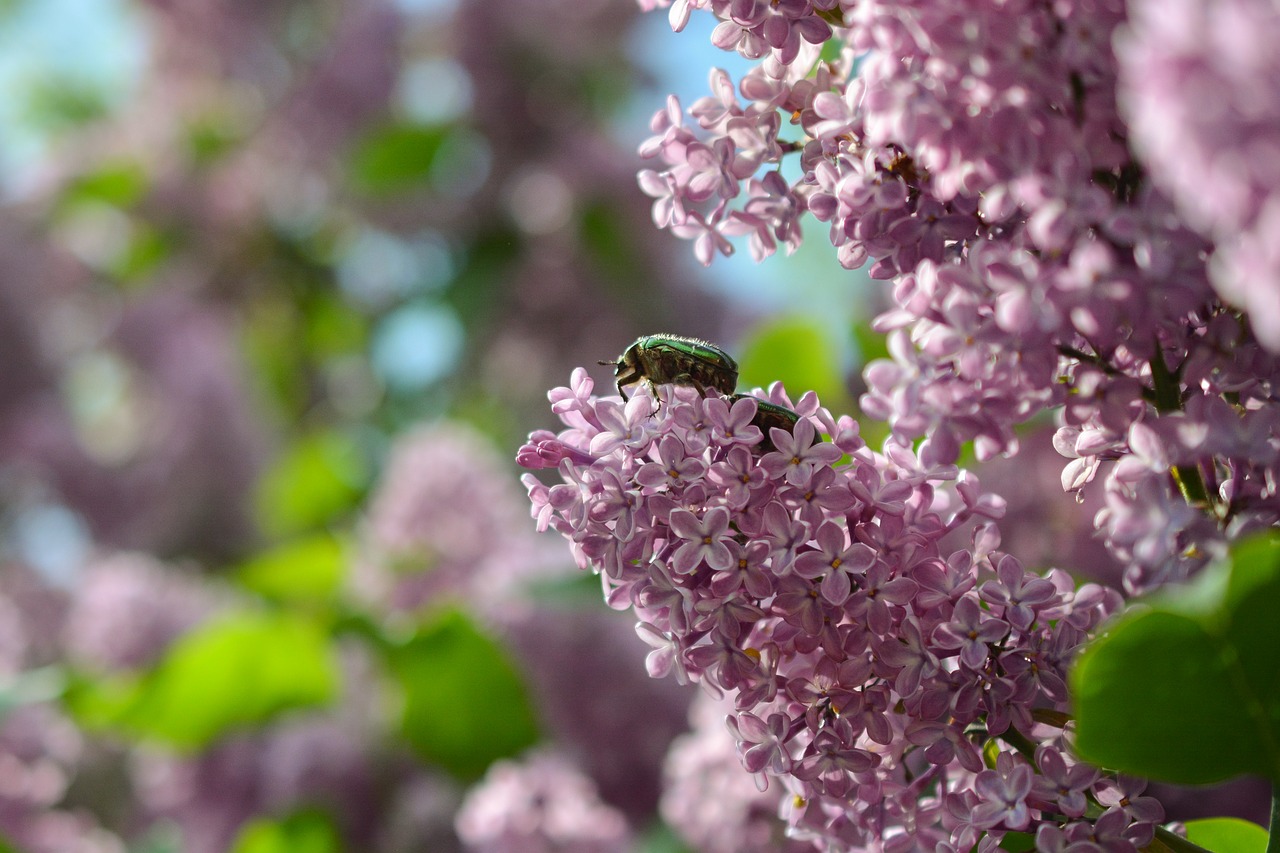 Image - lilac pink purple zlatohlávek