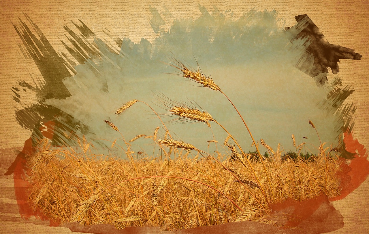 Image - grain field wheat picture