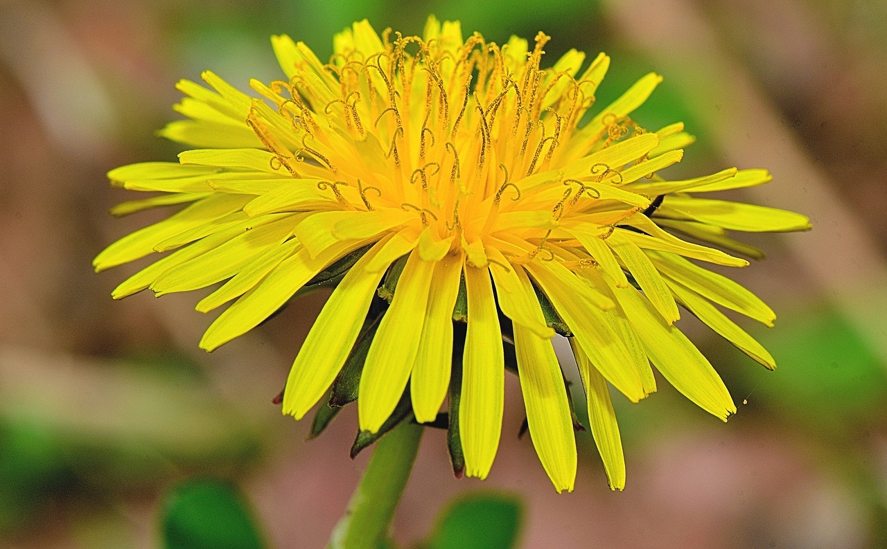 Image - nature flower flowers plants