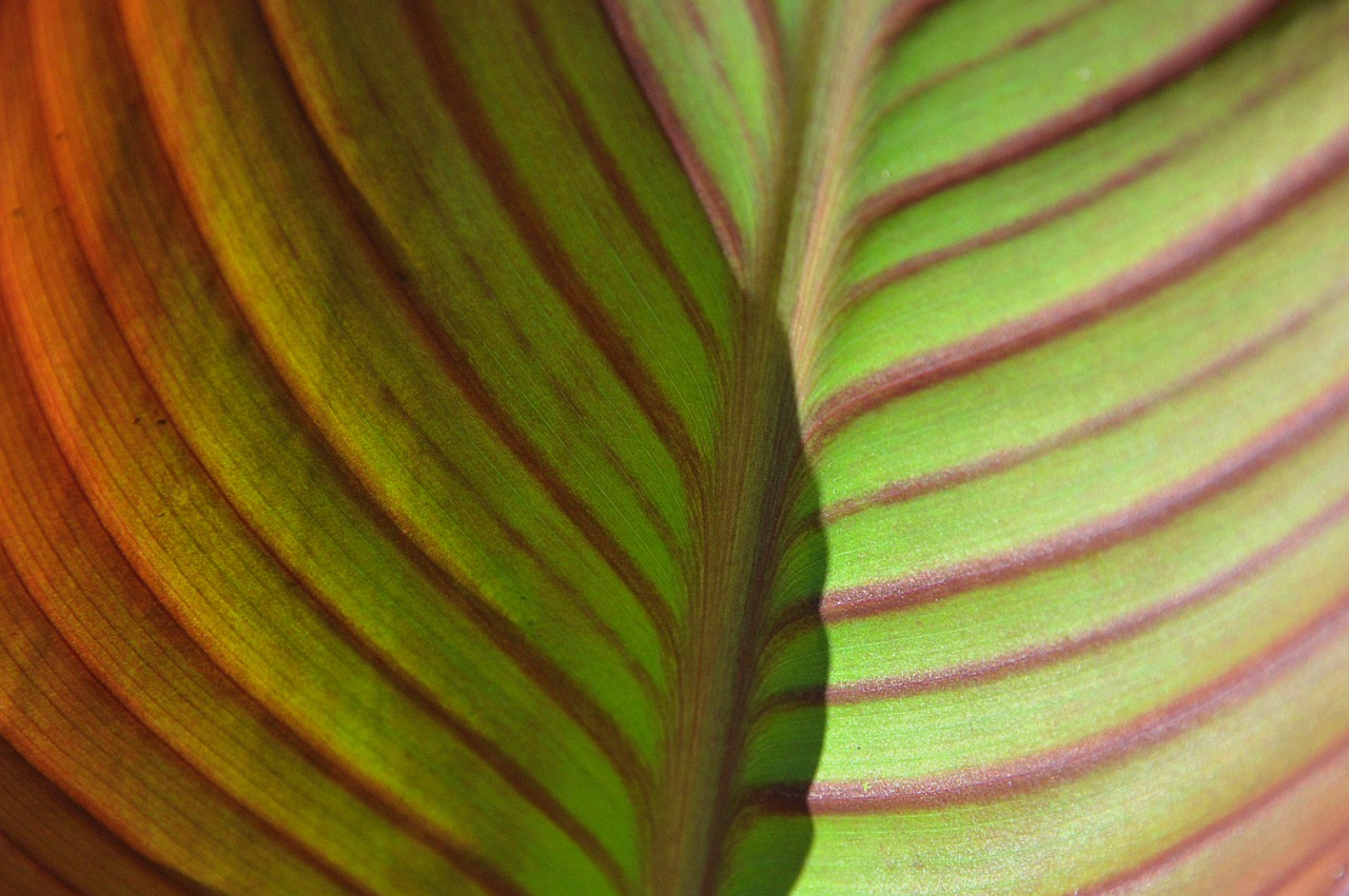 Image - foliage letter he gets green plant