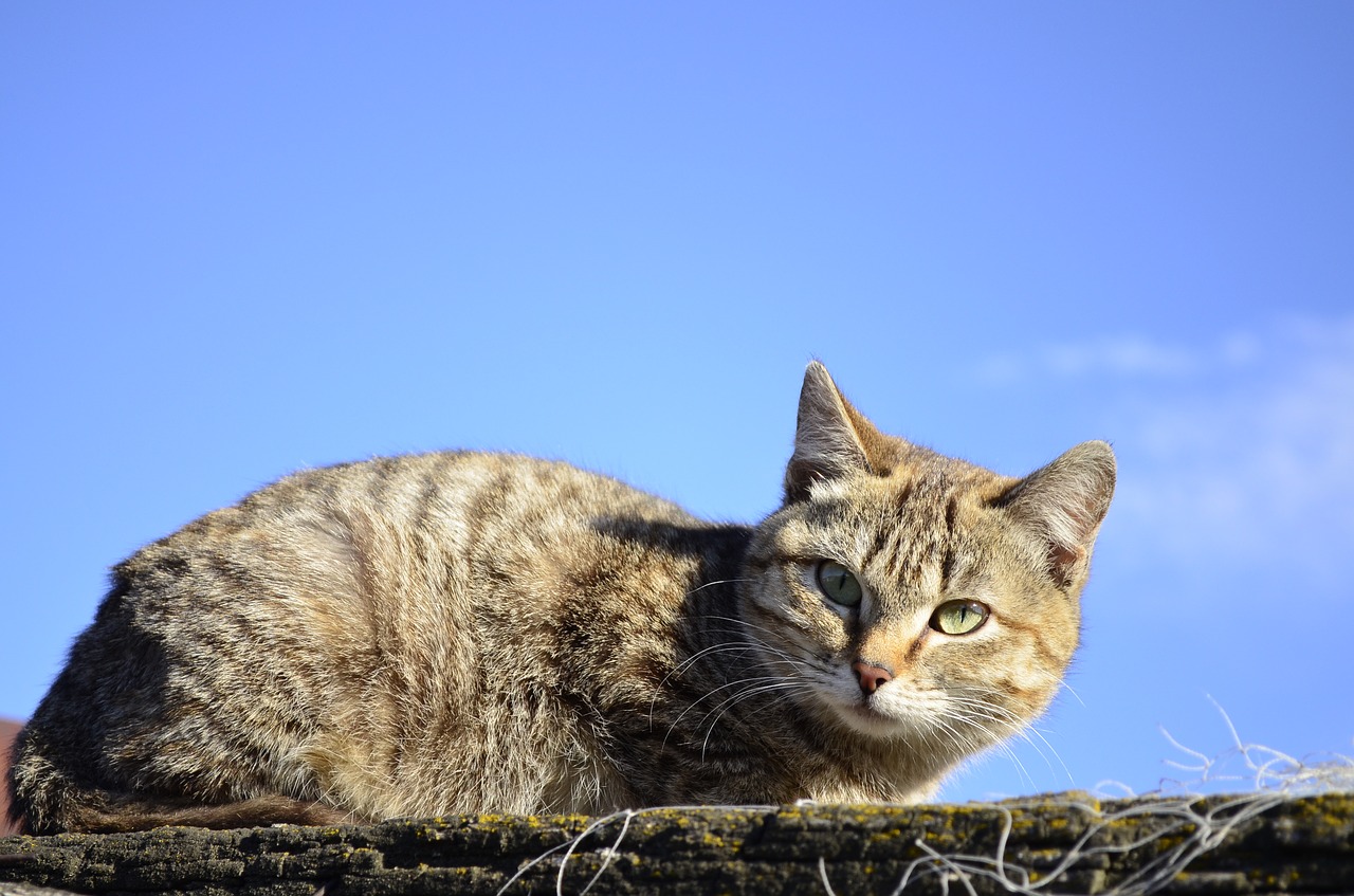 Image - cat darling animals eyes pet