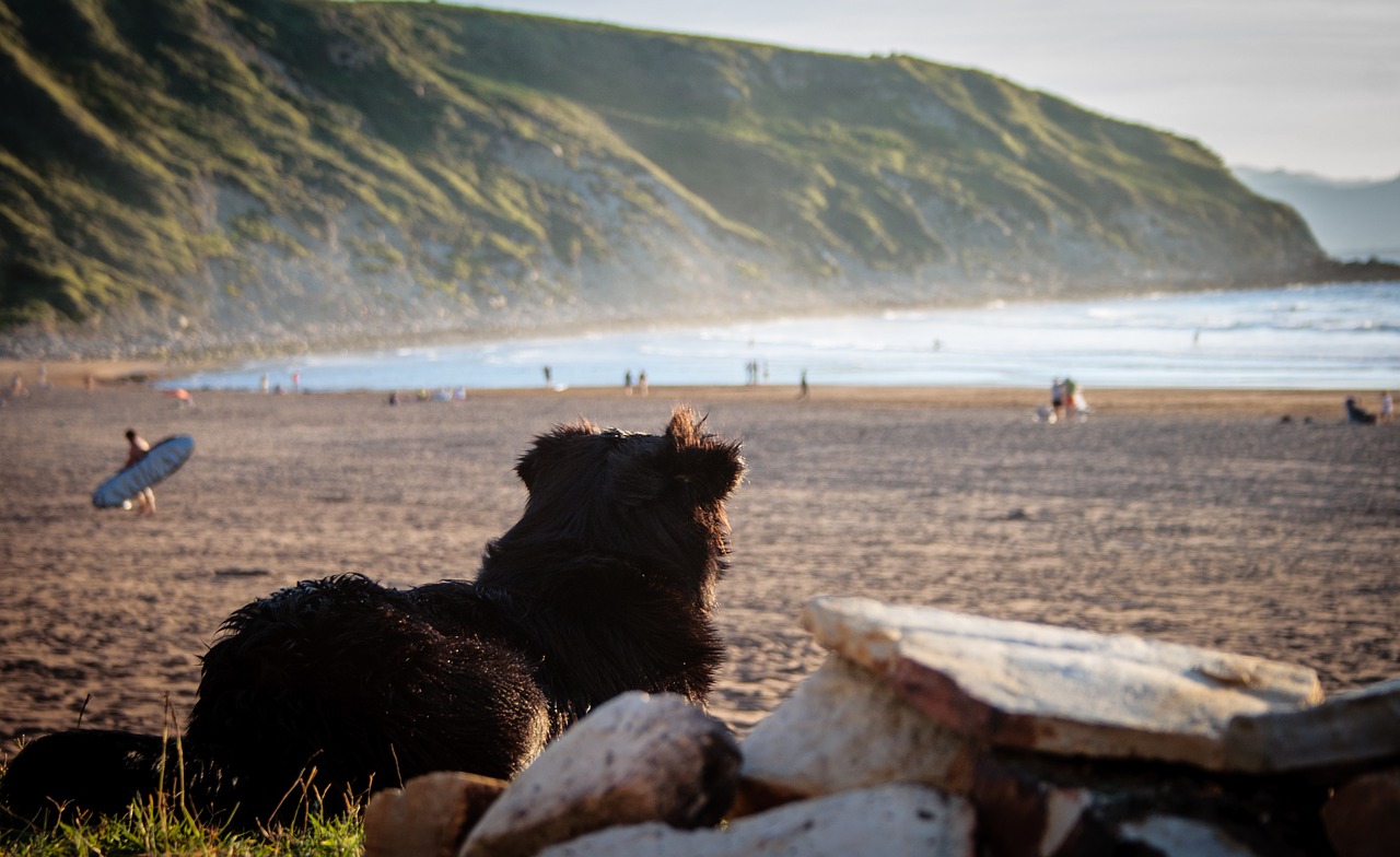 Image - dog spain beach pet quadruped