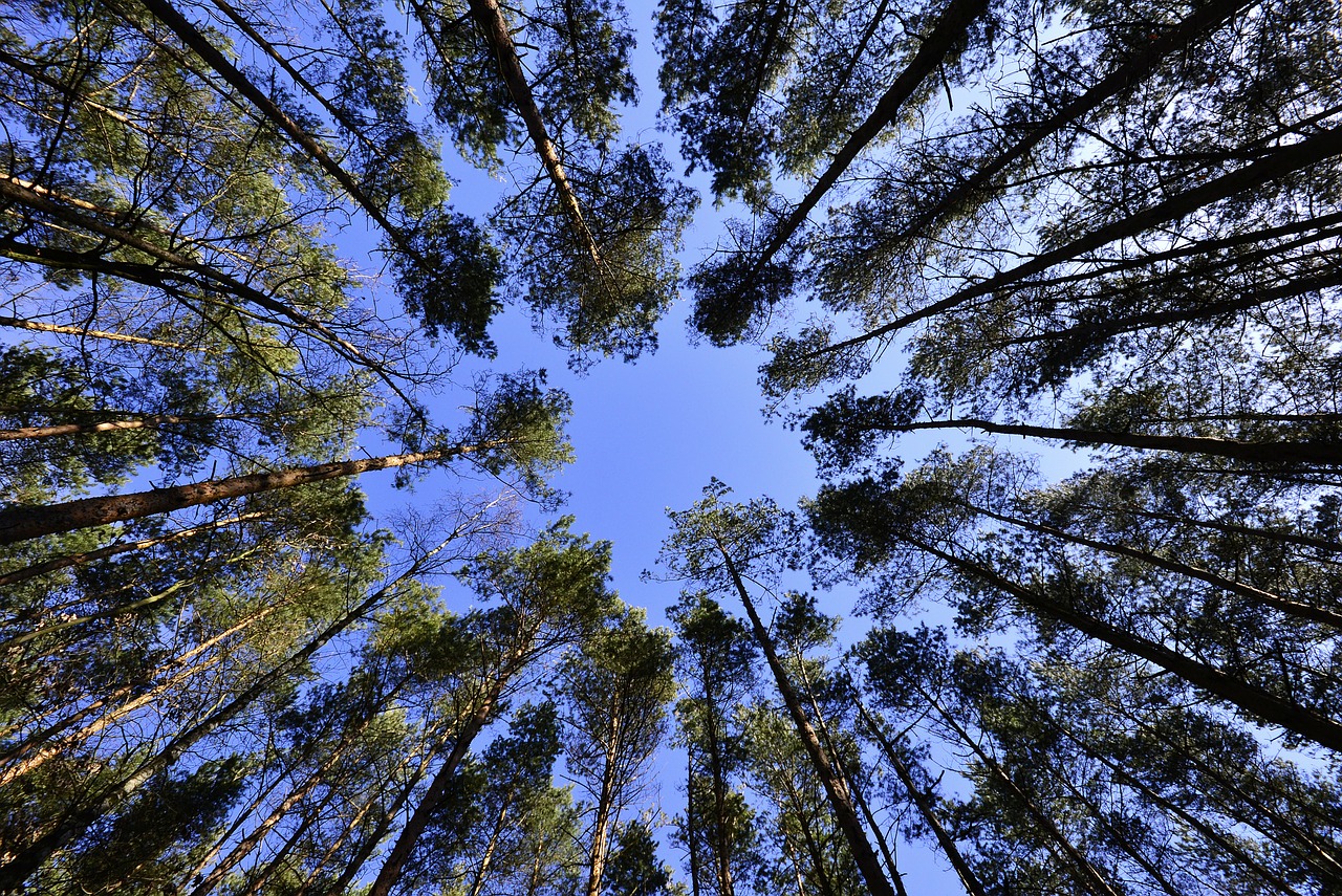 Image - forests sky foliage