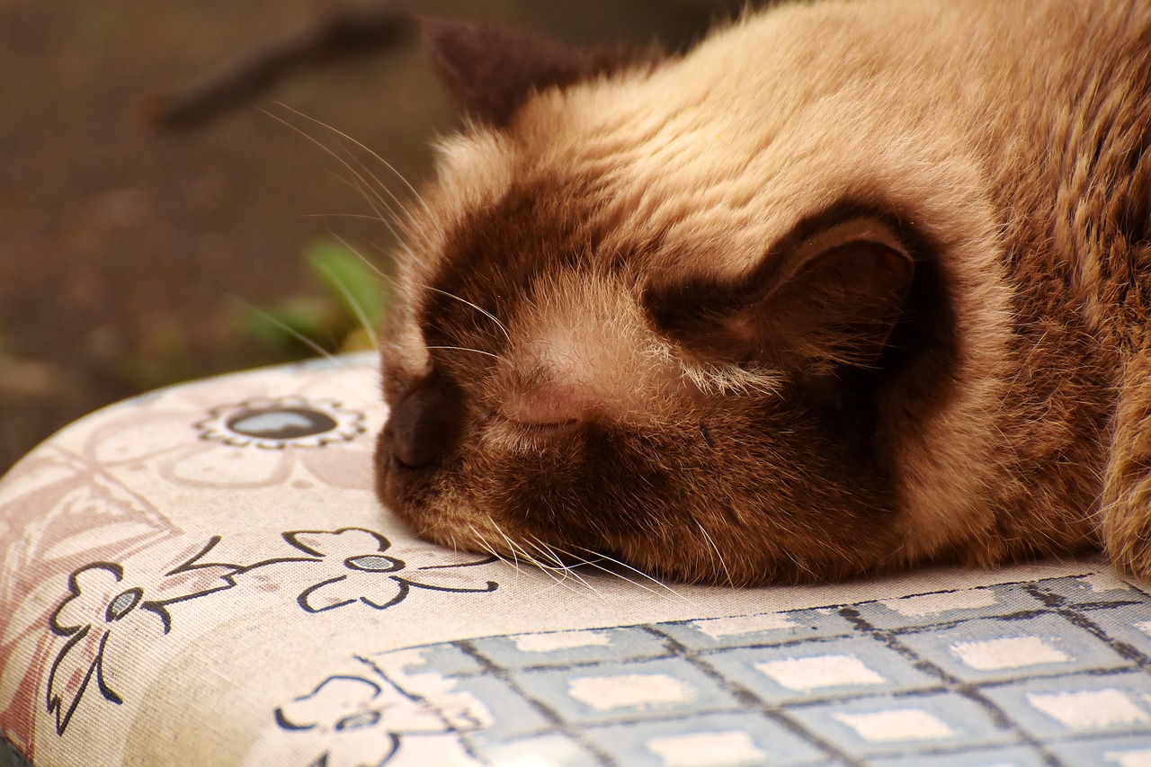 Image - british shorthair sleep cute cat