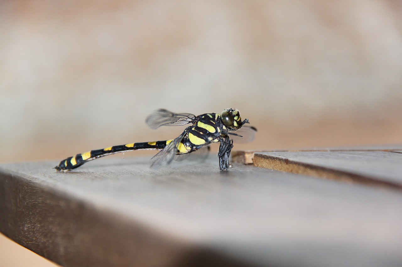 Image - grasshopper insect macro exotic