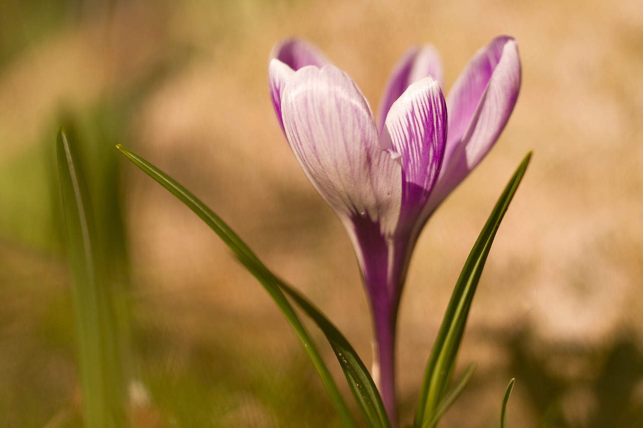 Image - flower crocus spring flower spring