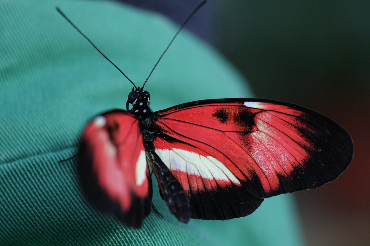 Image - butterfly insect wing colorful