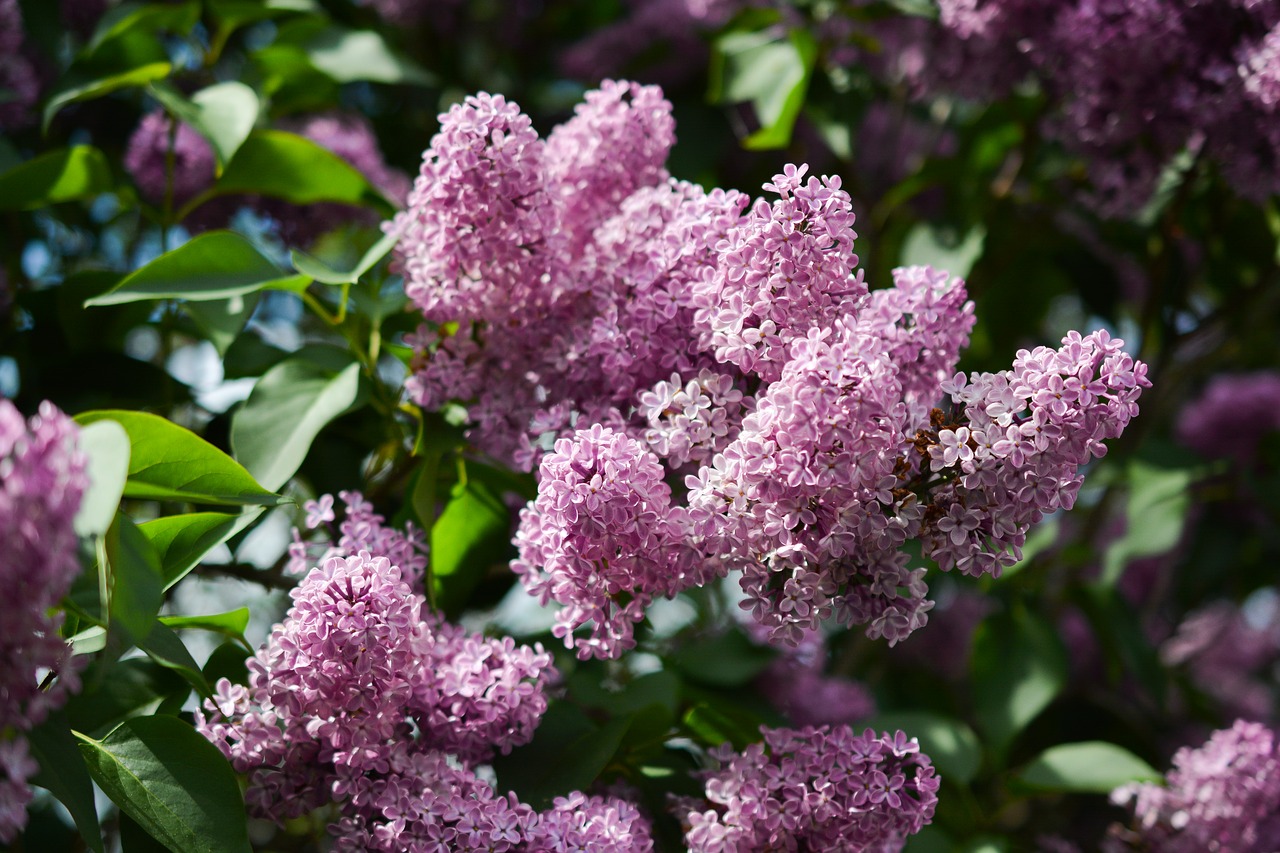 Image - lilac pink purple flower nature