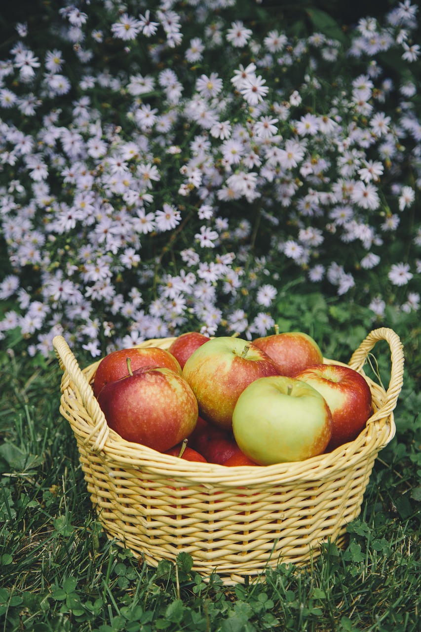 Image - apple apples apple picking basket