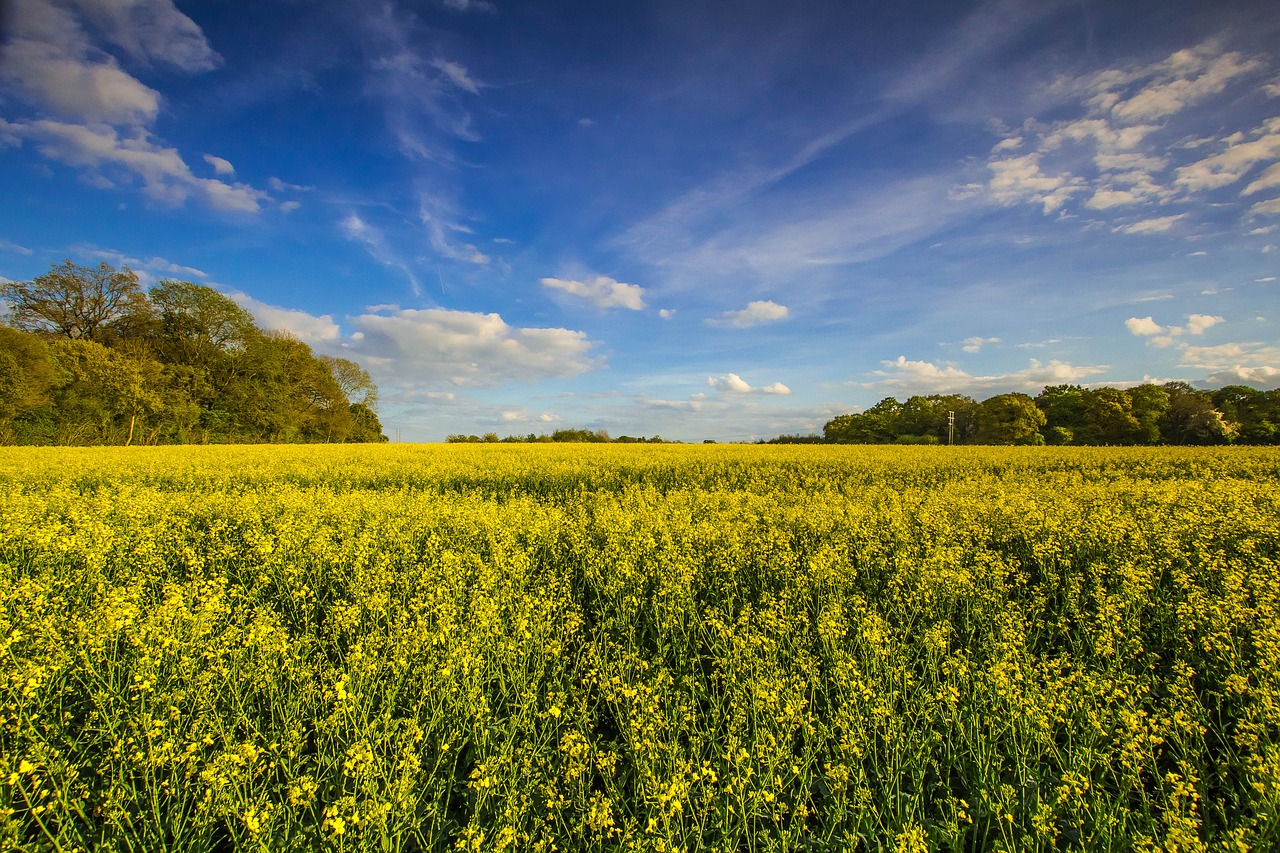 Image - nature cultivation spring england