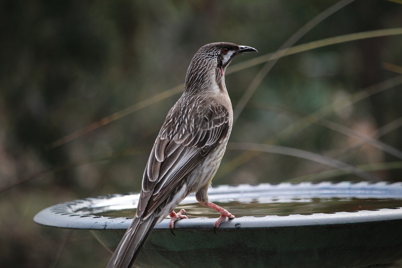 Image - wattlebird red wattlebird honeyeater