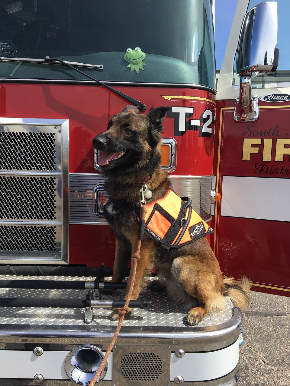 Image - firefighters firetruck dog