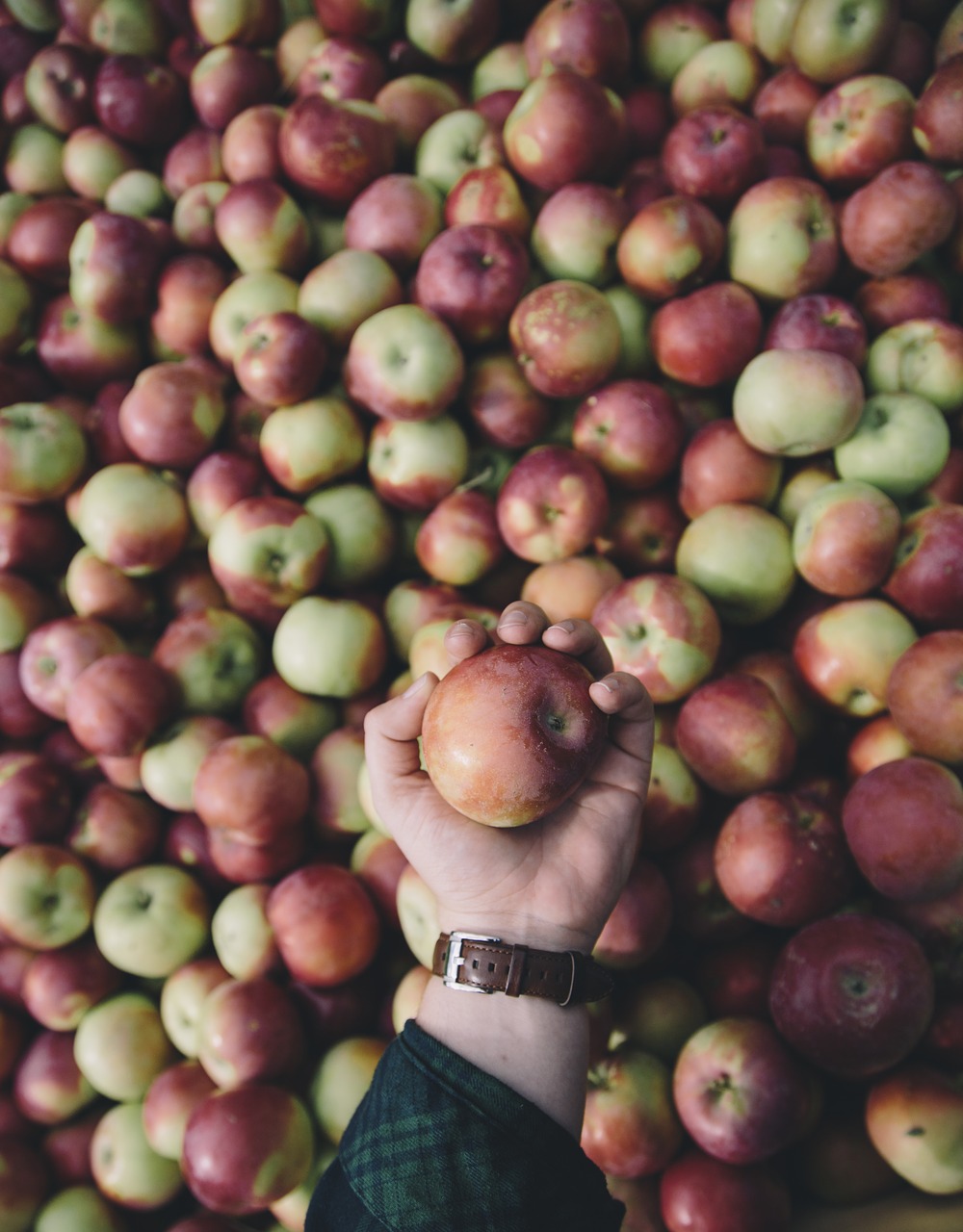 Image - apple apples apple orchard healthy