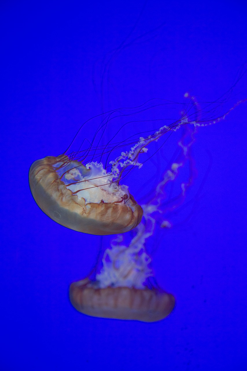 Image - jellyfish aquarium underwater sea