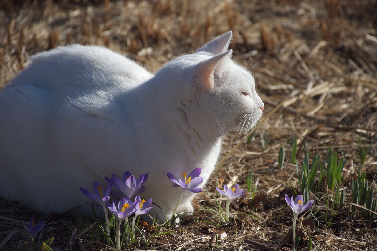 Image - cat crocus spring sun