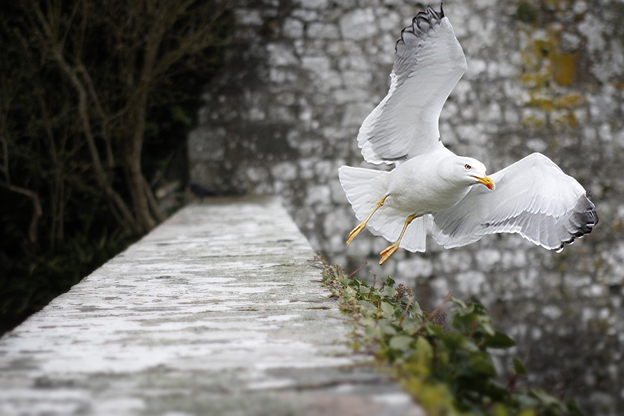 Image - seagull fly bird animal nature