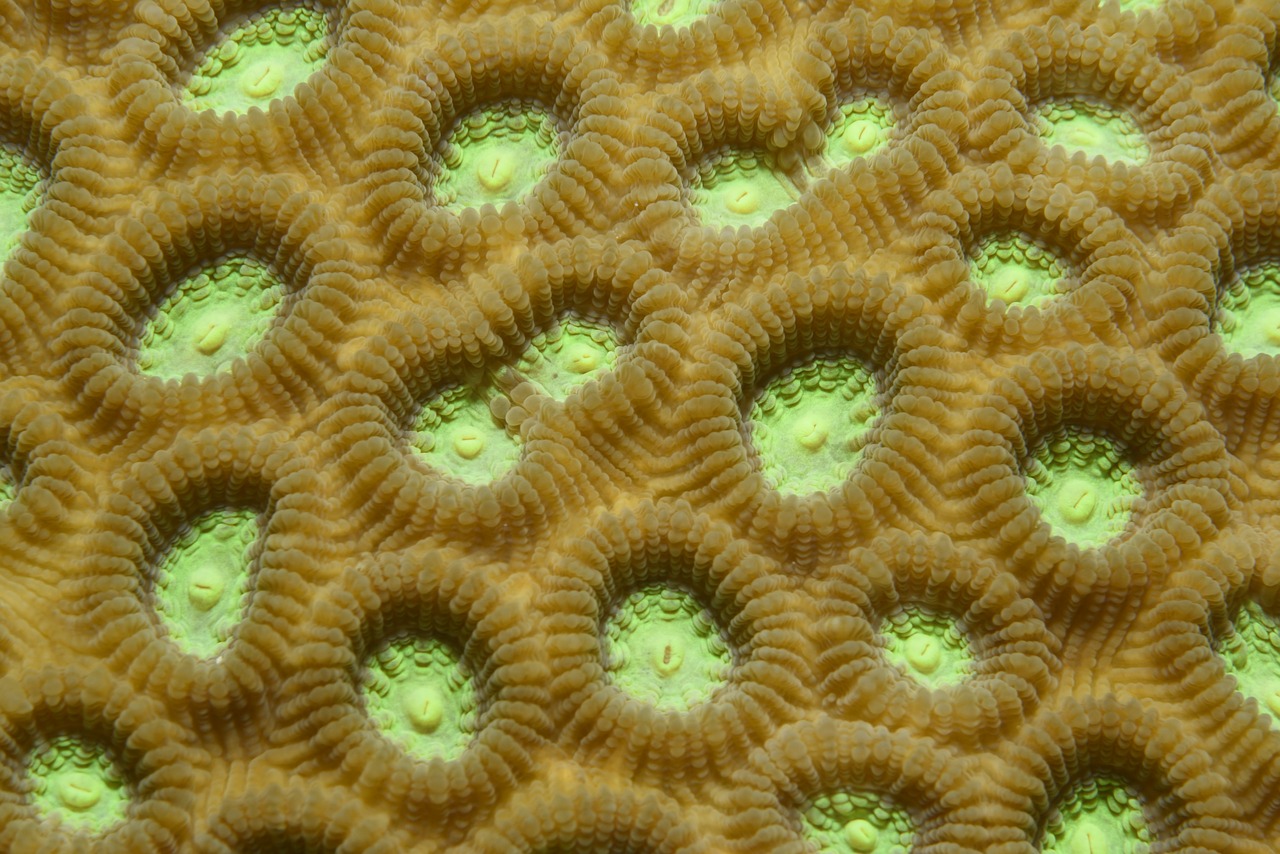 Image - coral green indonesia