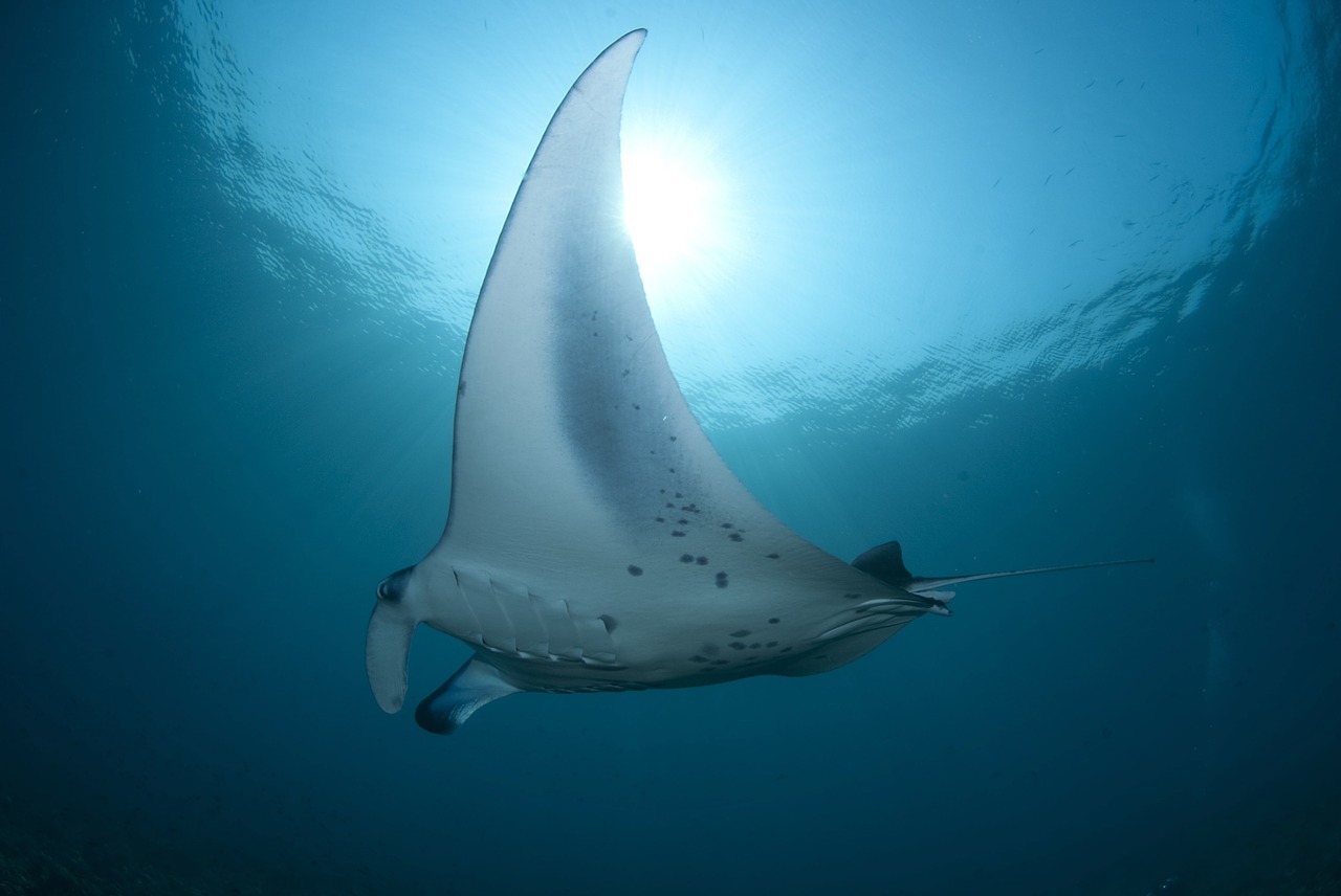 Image - skate manta diving