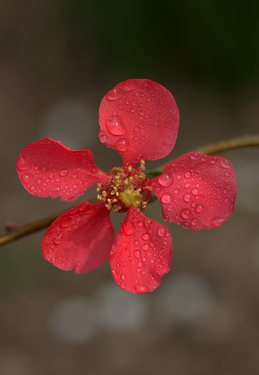 Image - flower pink peach petals spring