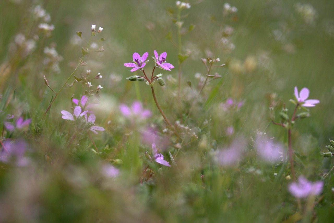 Image - flower camp violet small wild