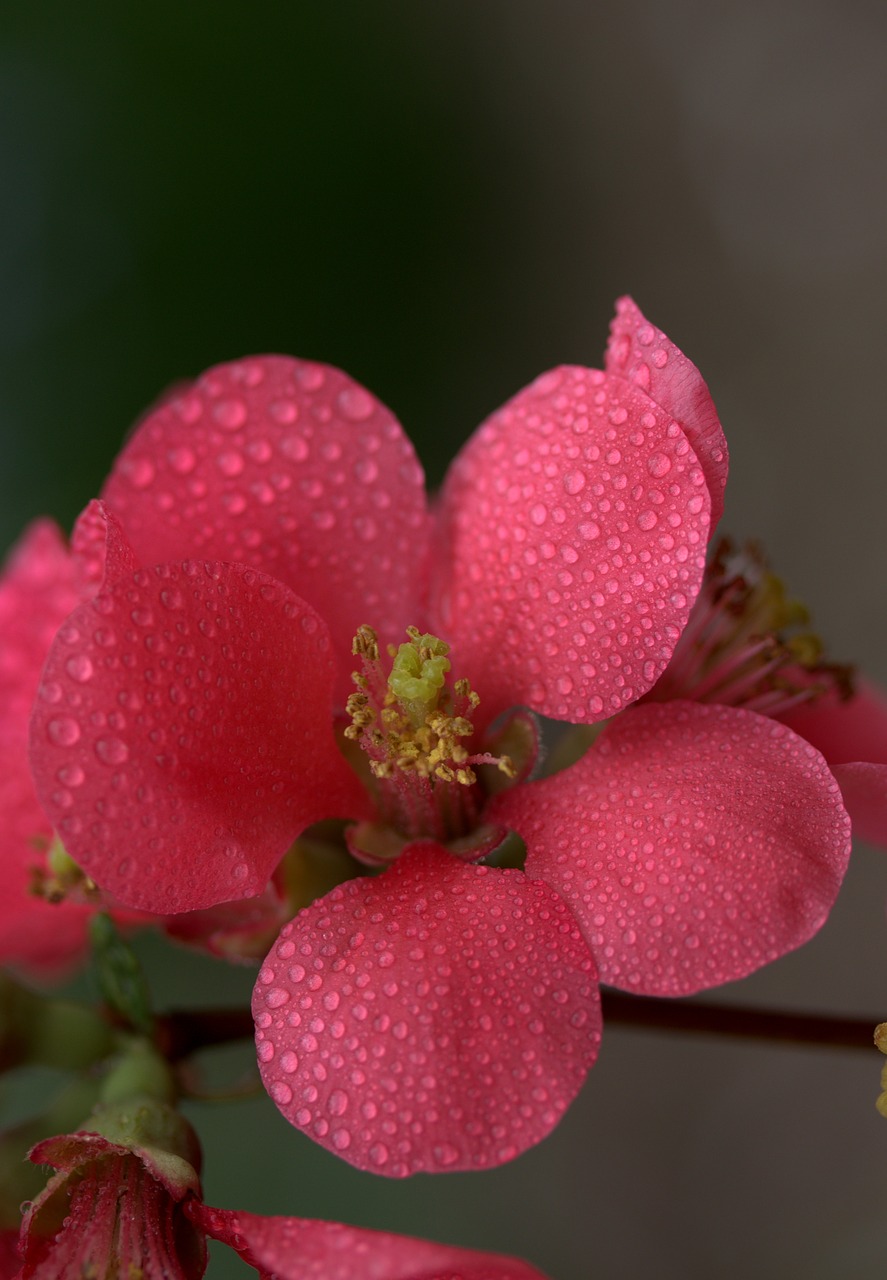 Image - flower pink peach petals spring