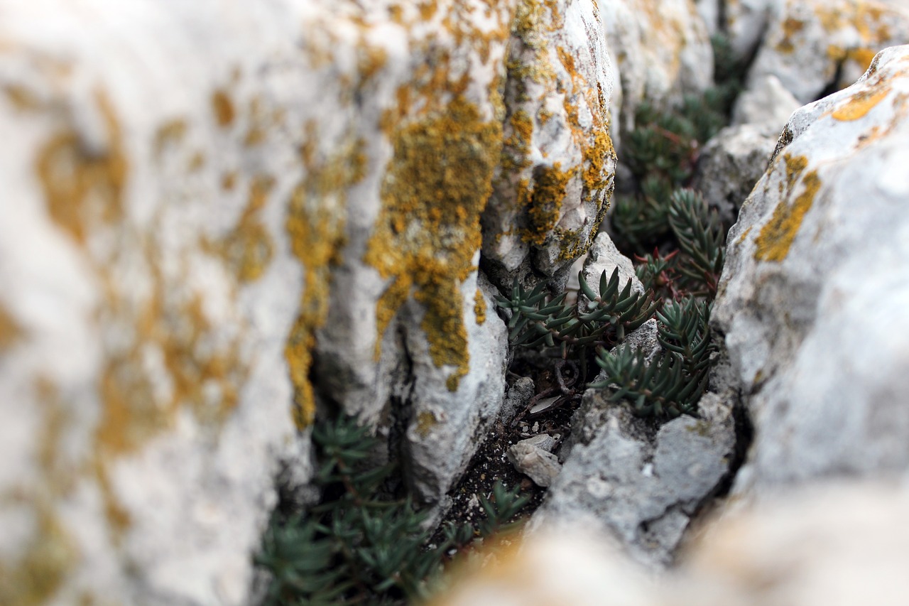 Image - stone macro mini plant lichen