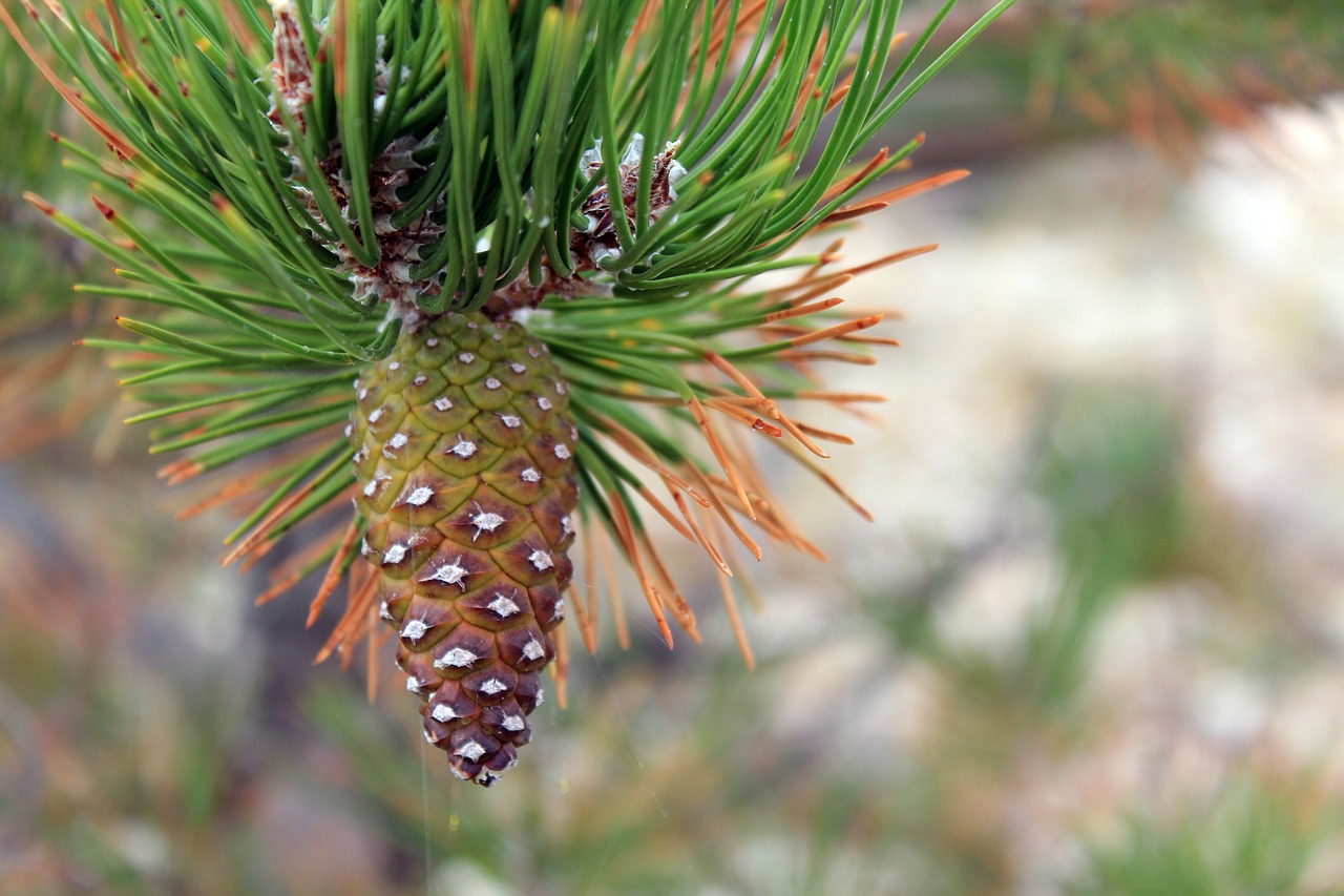 Image - pine cones conifer tap forest