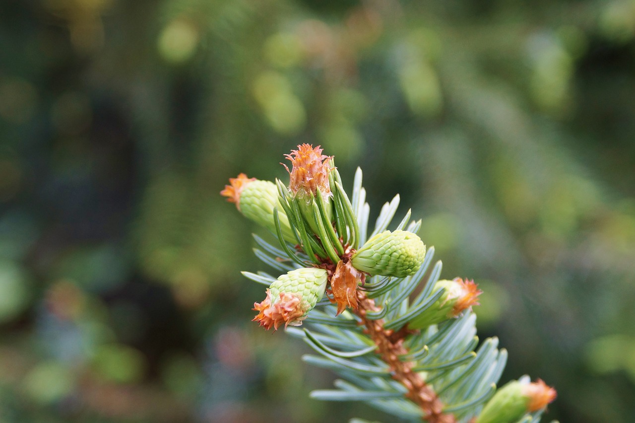 Image - pine branch engine needles branch