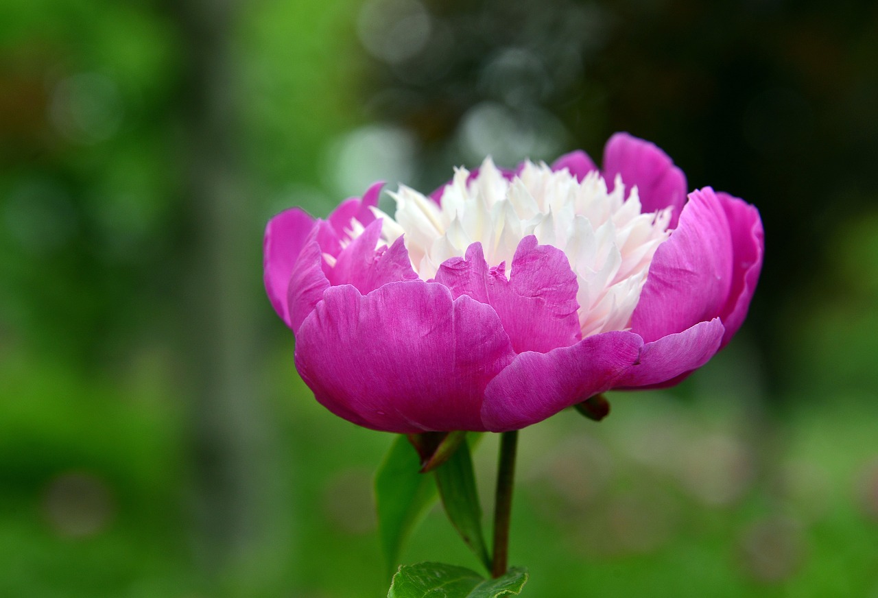 Image - peony peach red flowers and plants