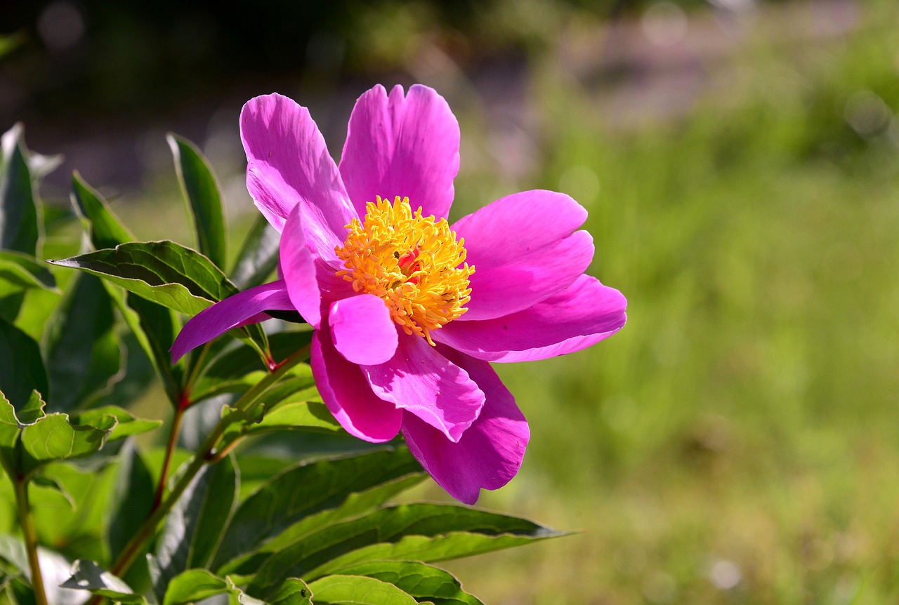 Image - peony bright mein yellow playboy