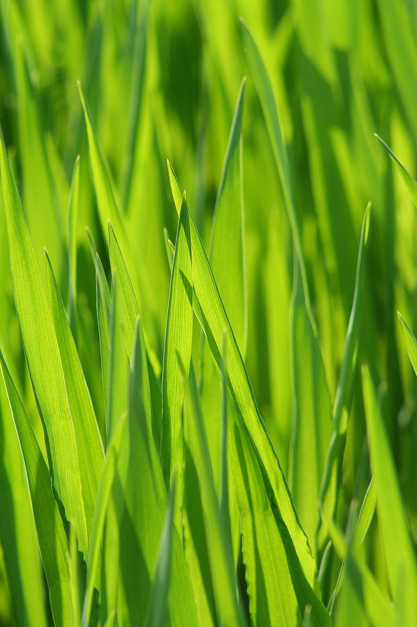 Image - grass meadow grasses blade of grass