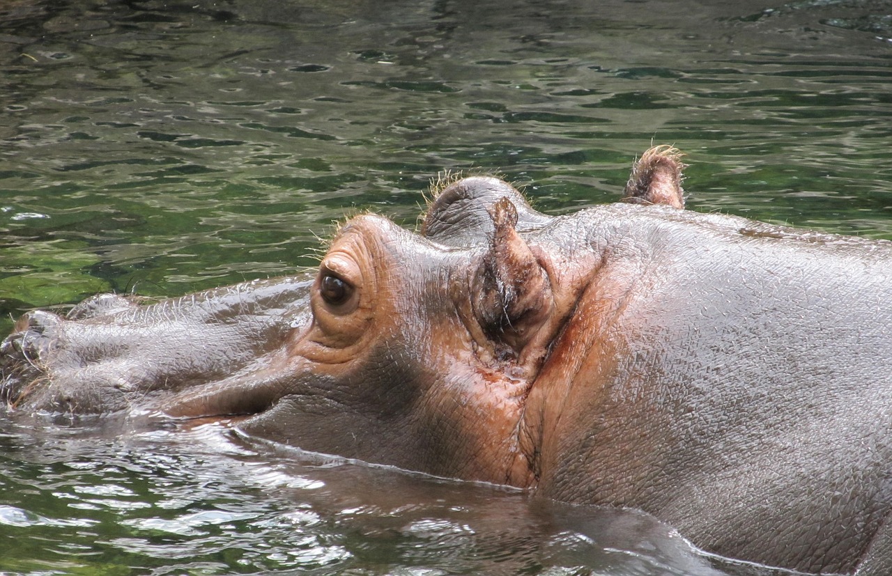 Image - hippopotamus hippo portrait water