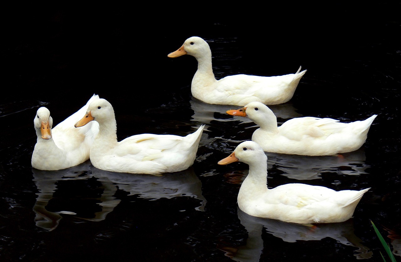 Image - aylesbury ducks swimming birds