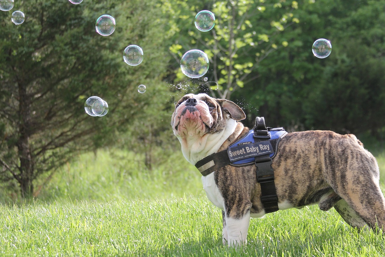 Image - dog bubbles bulldog