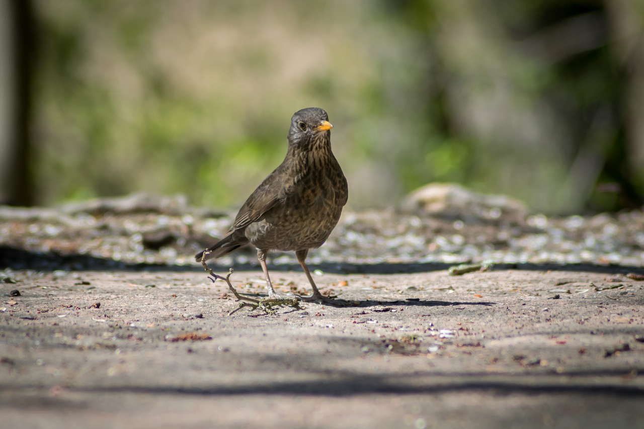 Image - blackbird bird natural thrush